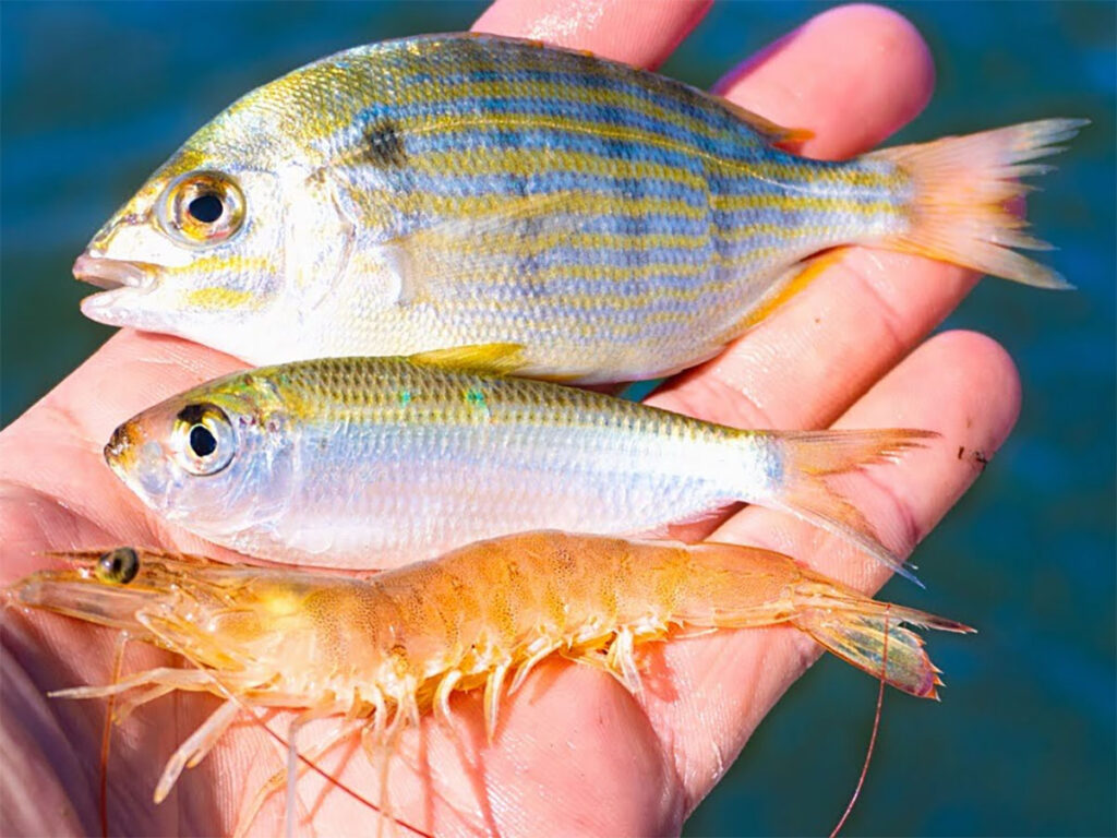 Bait ad slot — your ad here